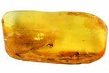 Detailed Fossil Flies (Diptera) In Baltic Amber #87245-5